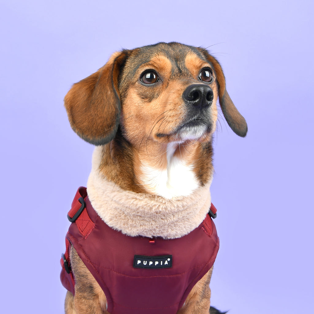 donovan harness coat - burgundy