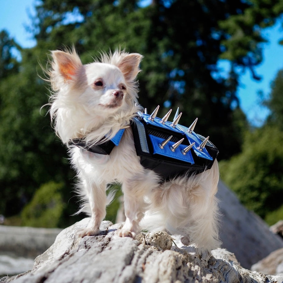 Chihuahua Coyote Prevention Vest Chihuahua Hawk Deterrent For