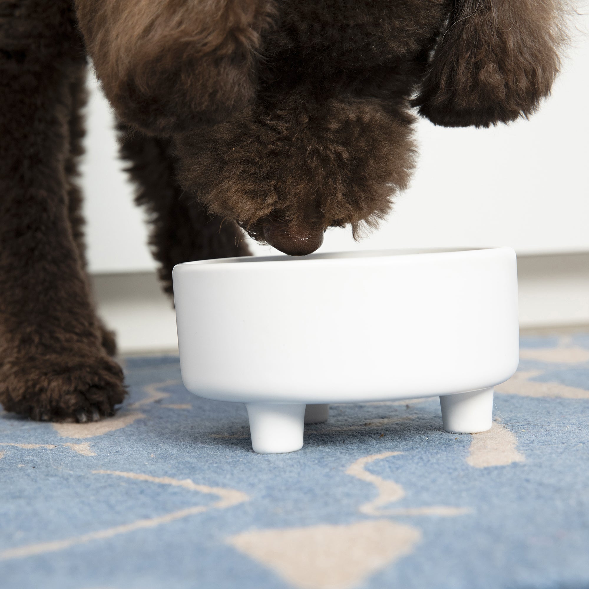 Dog bowl white outlet