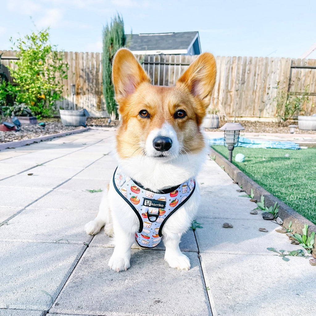 adjustable harness with front-clip - ramen 1 xs left!