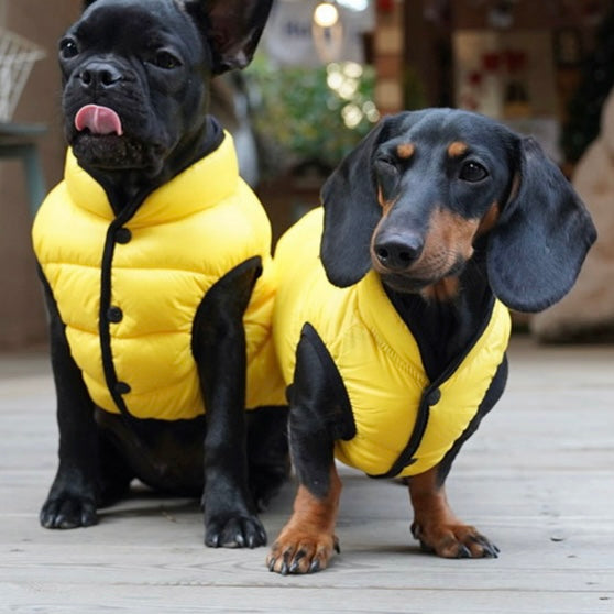 lightweight padding vest for dachshund - yellow
