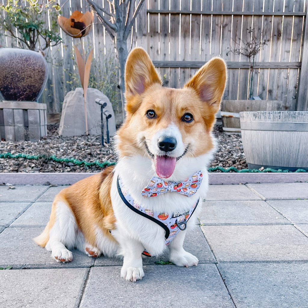 adjustable harness with front-clip - ramen 1 xs left!