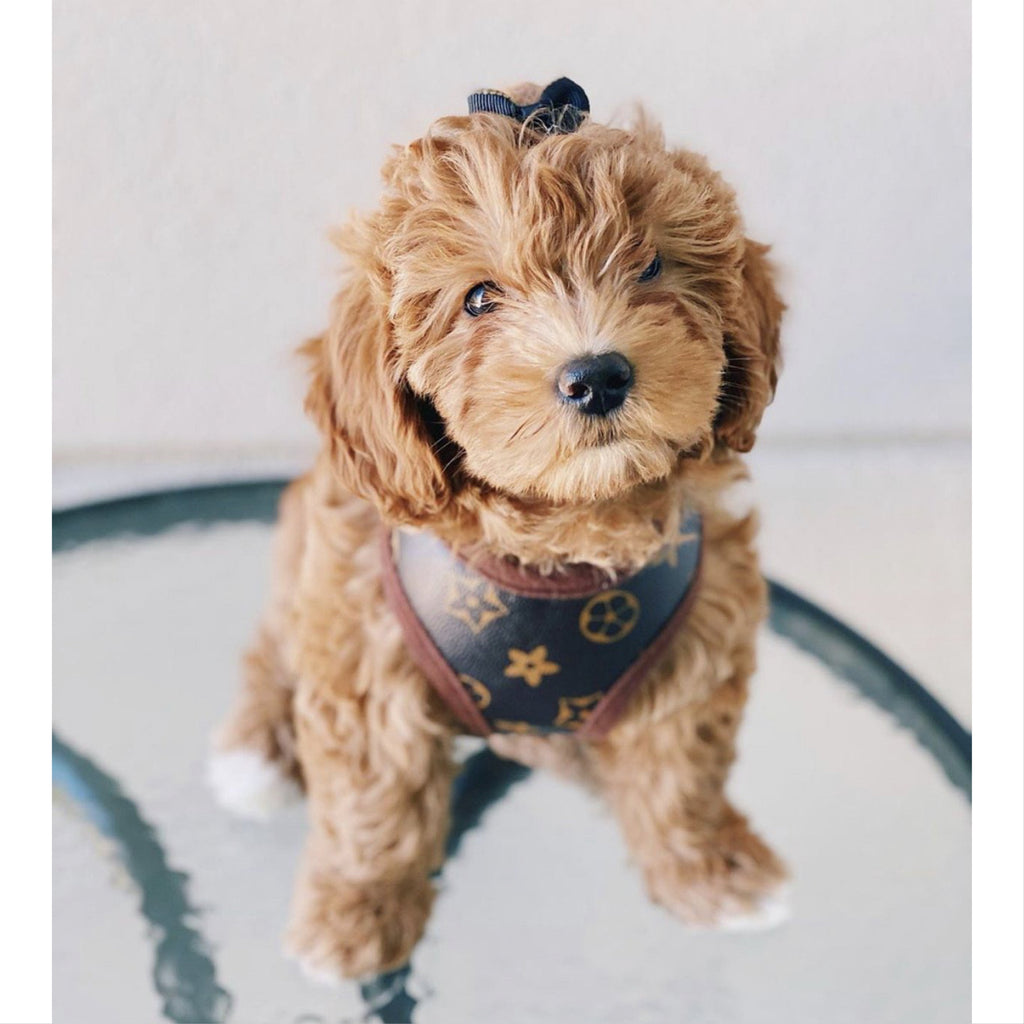 love me harness and leash set - chocolate brown