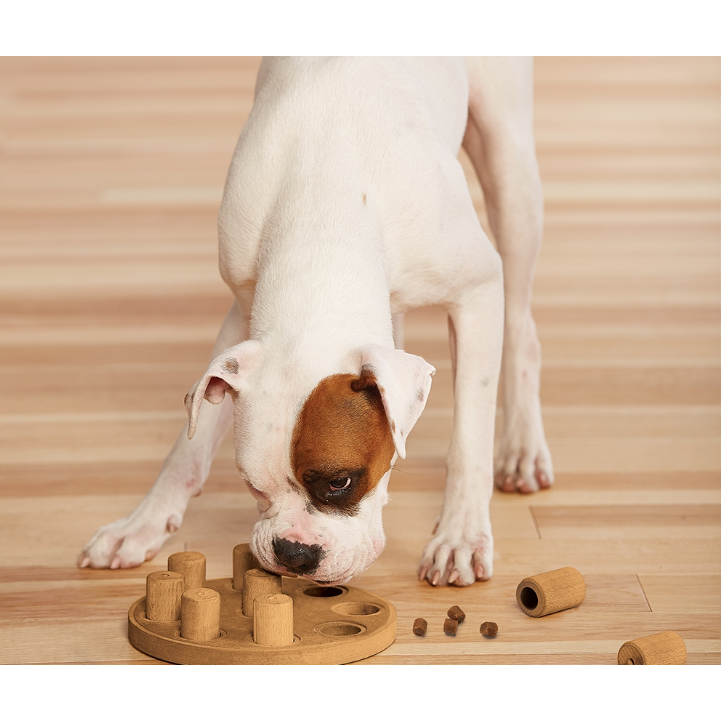 dog smart puzzle toy - orange composite