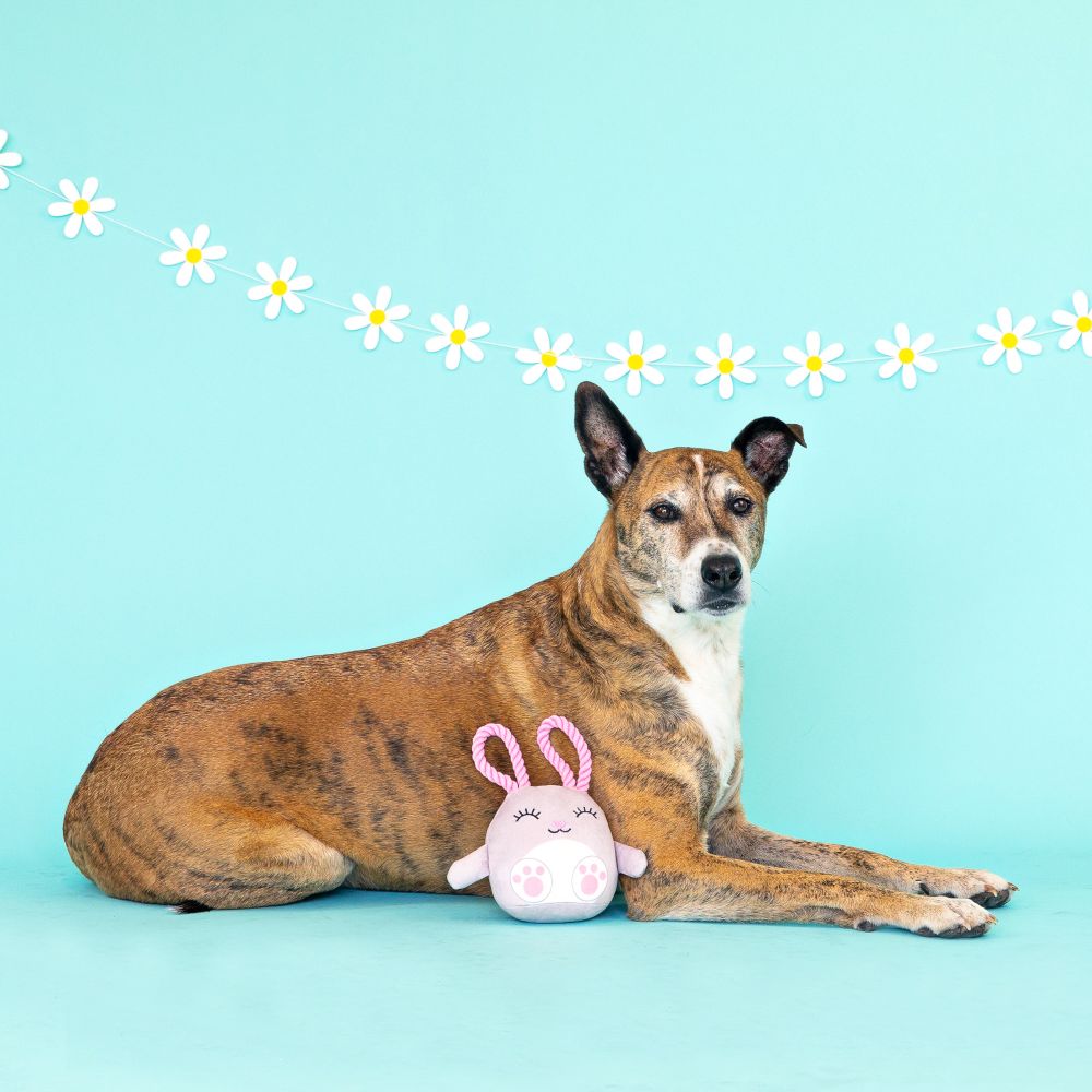 ear-resistible plush rope toy