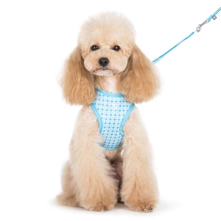 easy go harness and leash set - blue dots