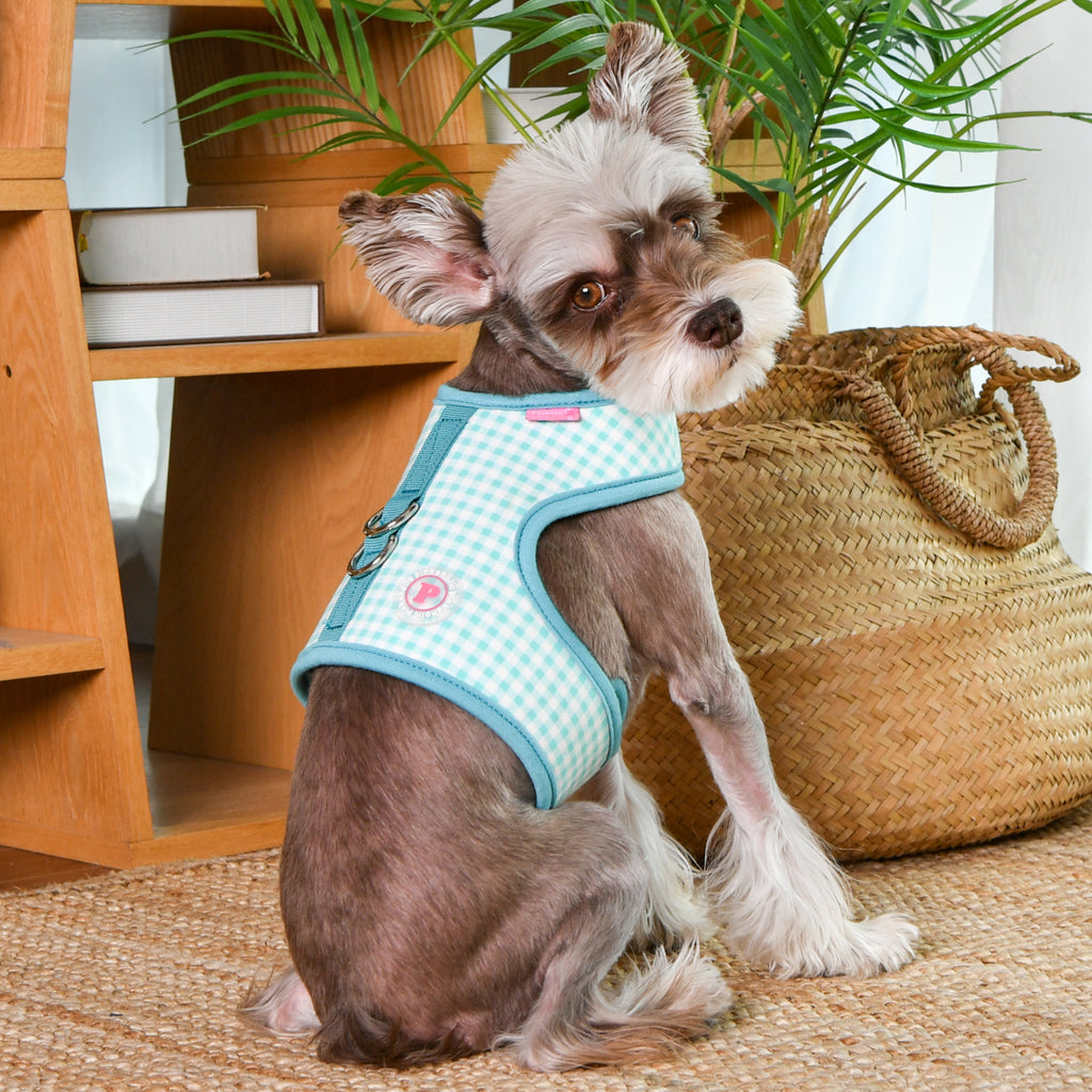 alaia pinka harness - aqua - last one!