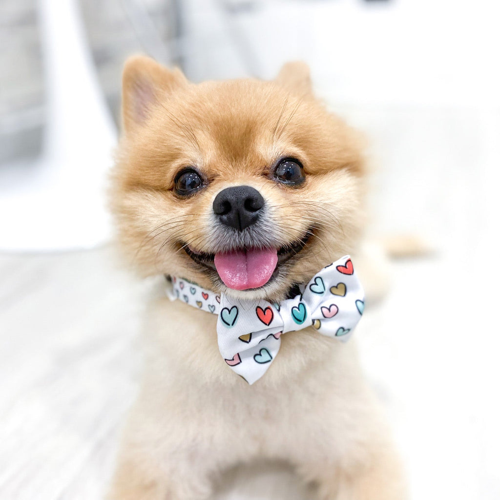 bow tie - feel the love