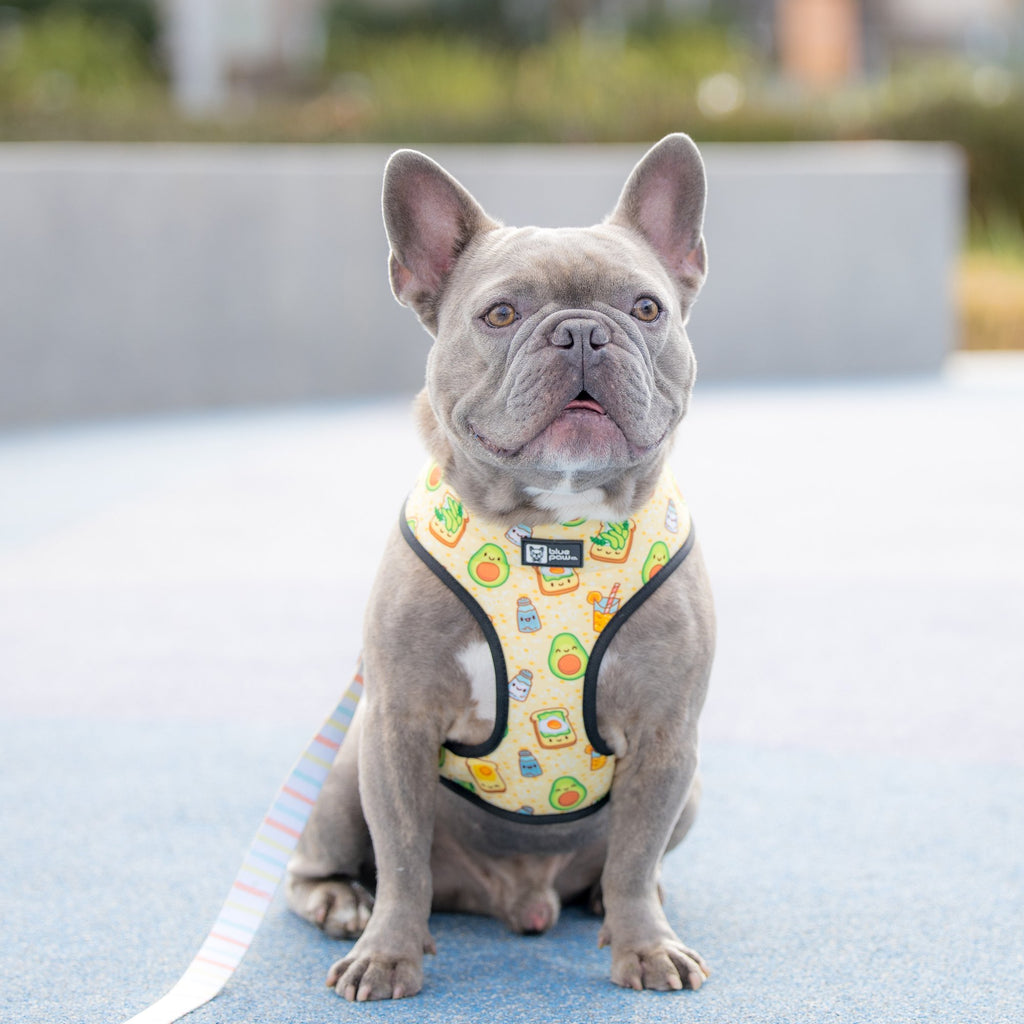 reversible harness avocado toast - 1 large left!