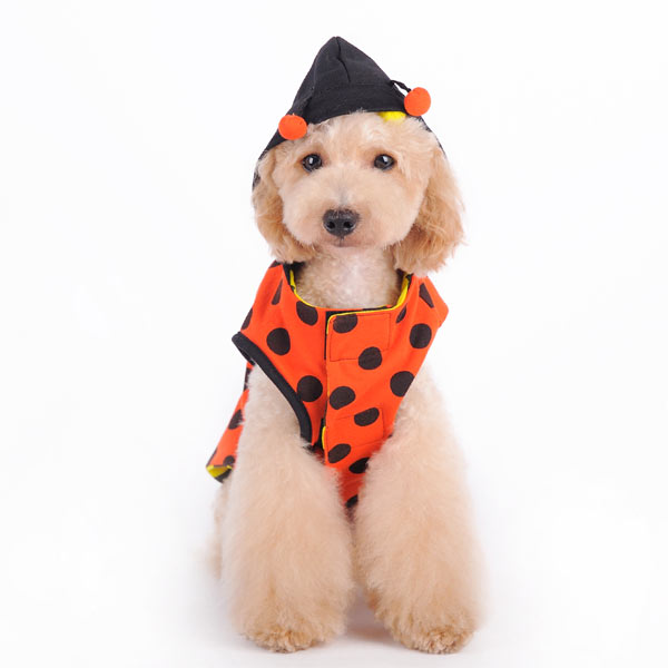 reversible bumble-bee/lady bug costume