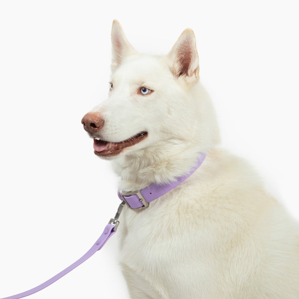 barking buddies waterproof collar - purple