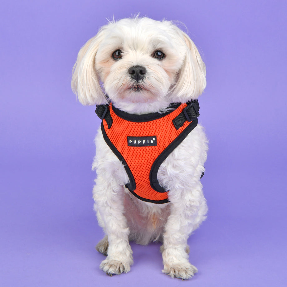 Puppia ritefit harness sale