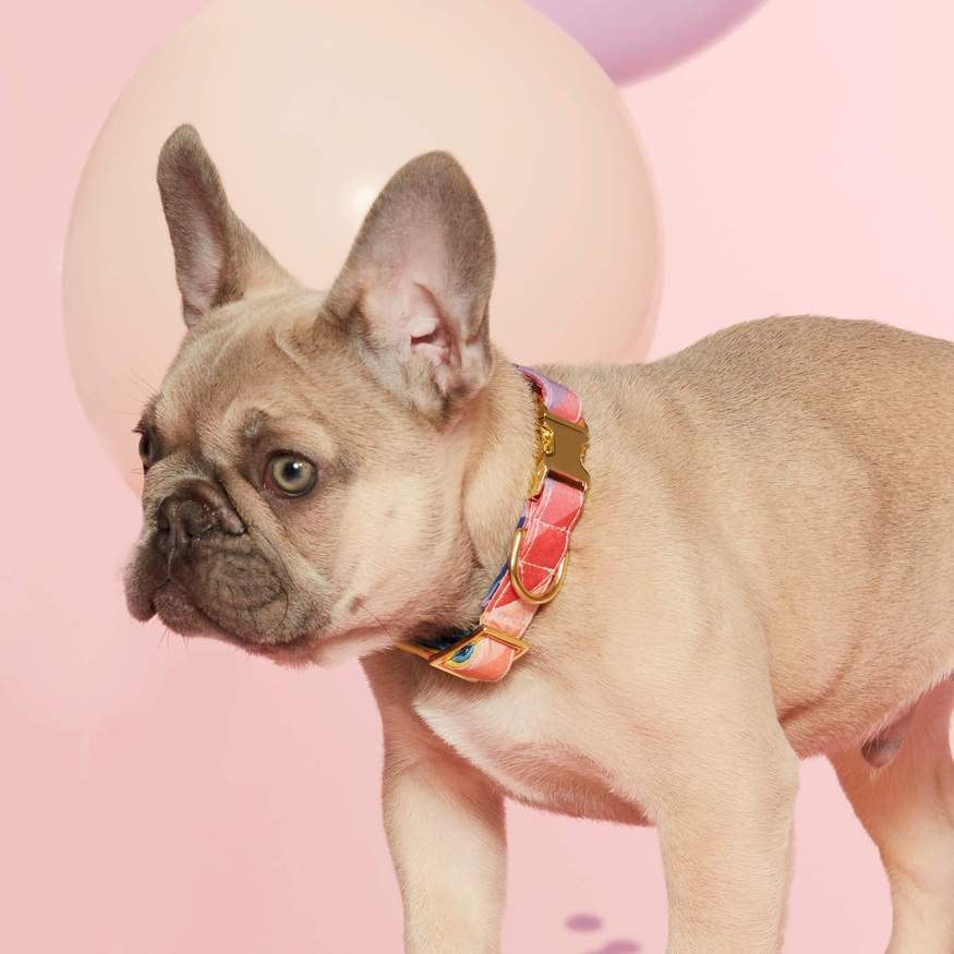 over the rainbow collar
