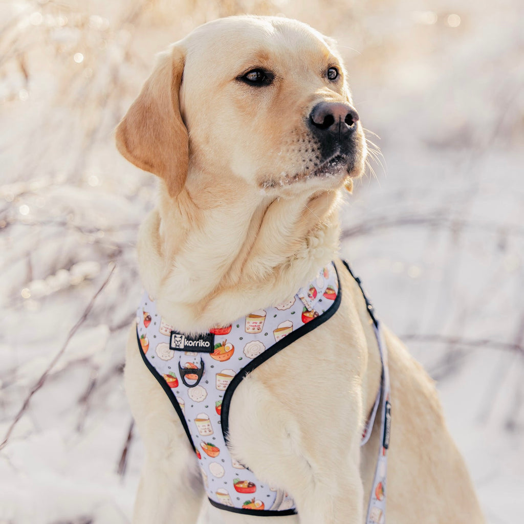 adjustable harness with front-clip - ramen 1 xs left!