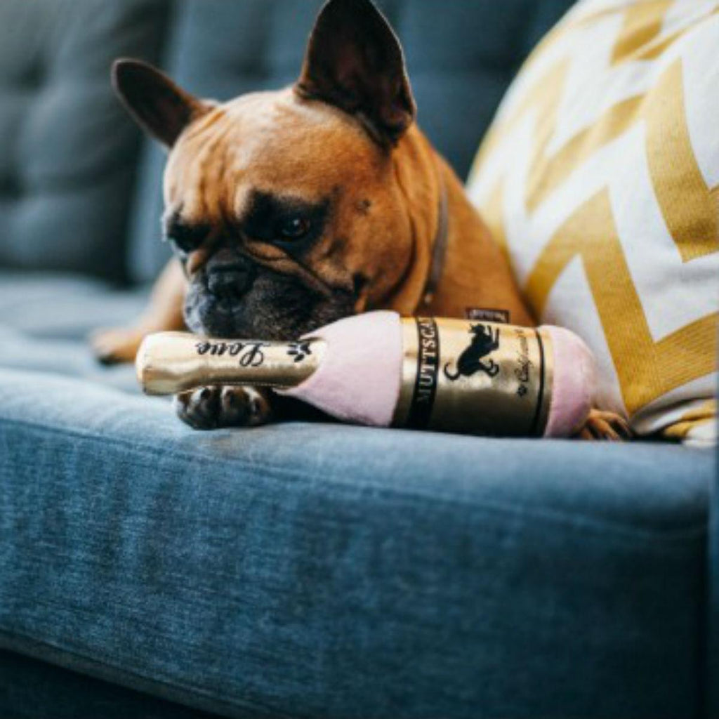 muttscato barking bubbly🥂
