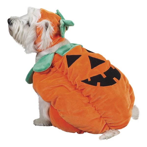 pumpkin pooch  - size xl - last one!