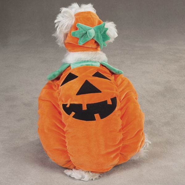 pumpkin pooch  - size xl