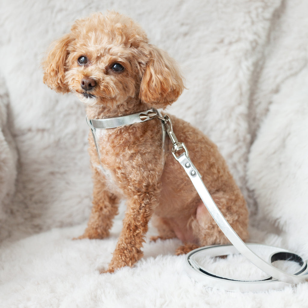 silver fashion leash