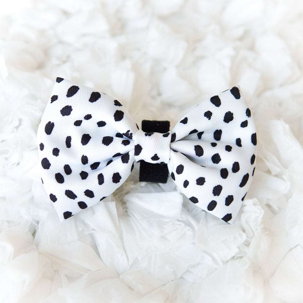 bow tie - spotted