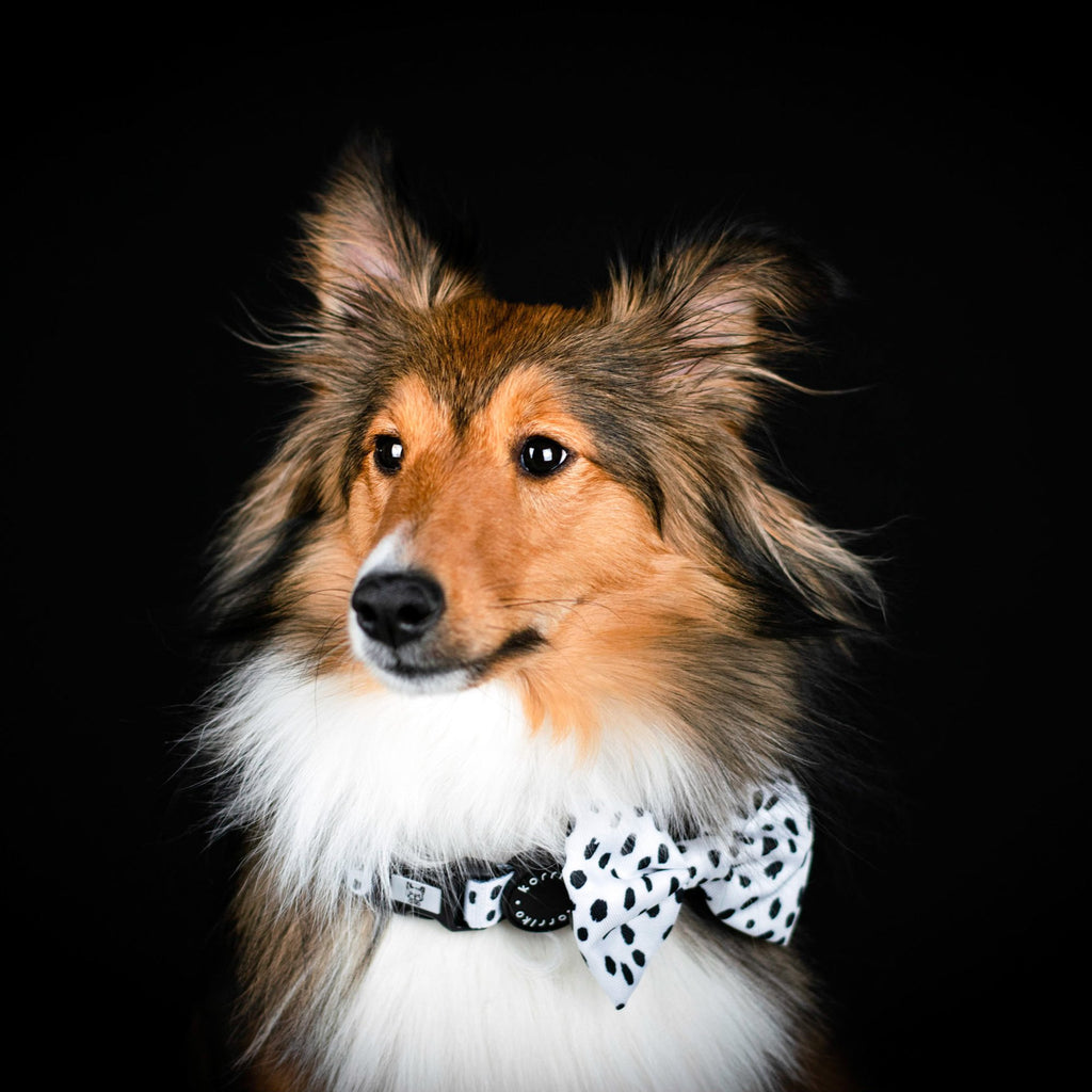 bow tie - spotted