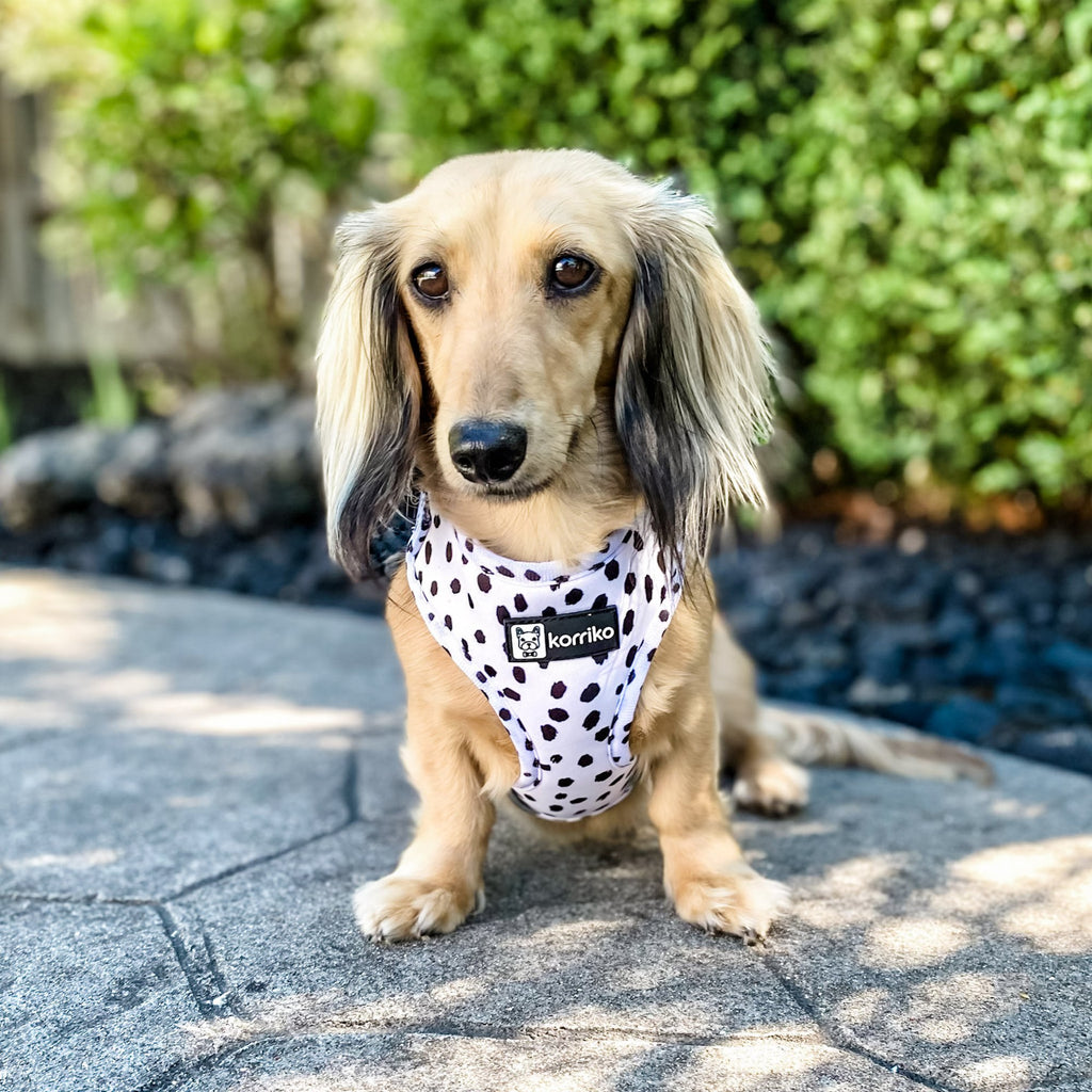 adjustable harness - spotted