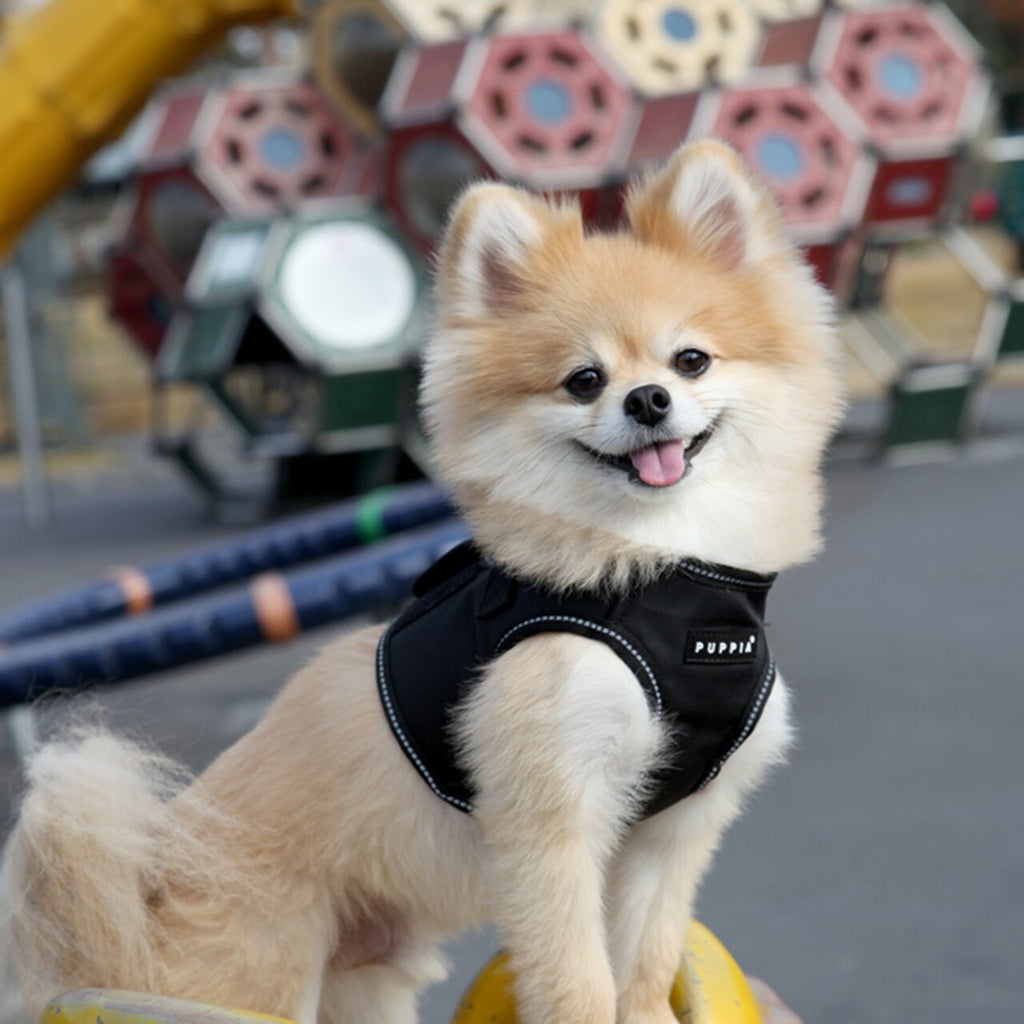 trek harness with reflective trim - black - last one!